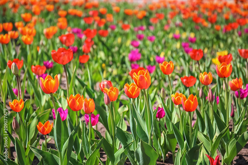 Blossoming tulips outdoors on sunny spring day © Pixel-Shot