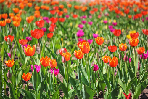 Blossoming tulips outdoors on sunny spring day