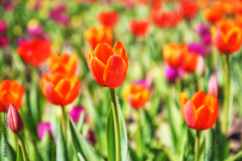 Blossoming tulips outdoors on sunny spring day