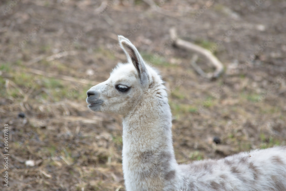 Obraz premium White baby llama portrait 