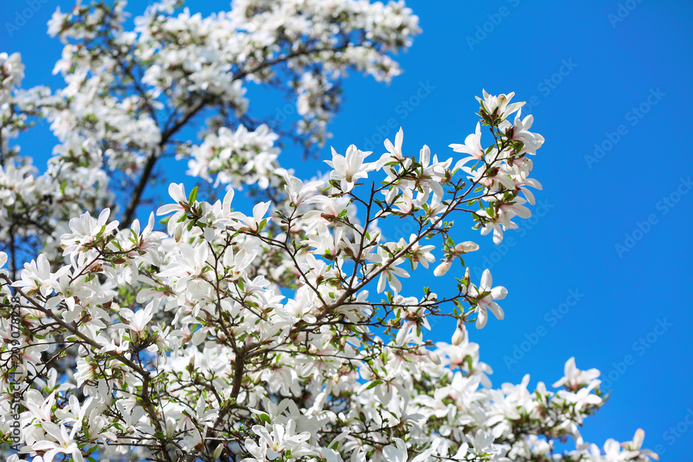 Beautiful blossoming tree on sky background Beautiful blossoming tree on sky background