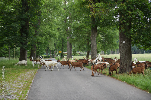 Ziegen überqueren die Straße  photo