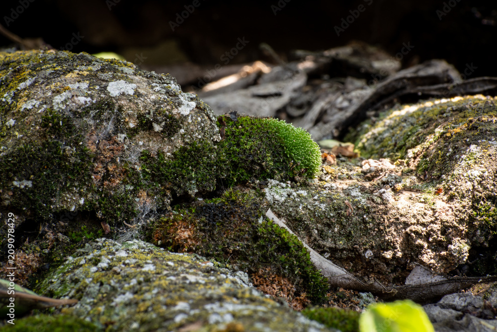 An old tiled roof covered with moss An old tiled roof covered with moss