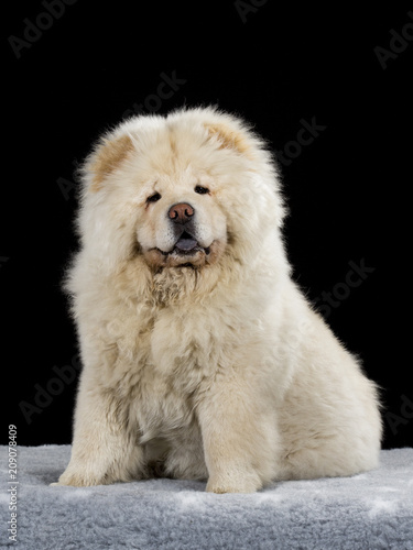 Chow Chow puppy portrait with black background.
