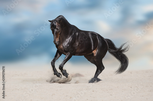 Black stallion with long mane run in desert dust against blue sky