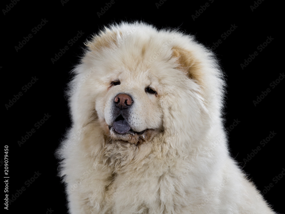 Chow Chow head portrait isolated on black.