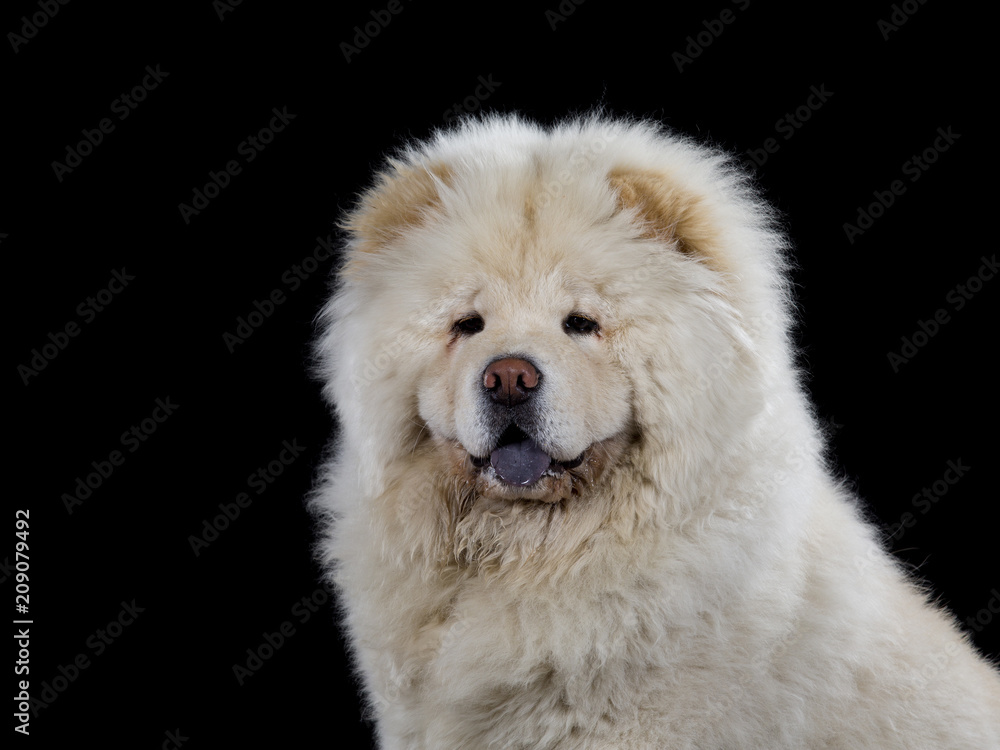 Chow Chow head portrait isolated on black. Chow Chow head portrait isolated on black.
