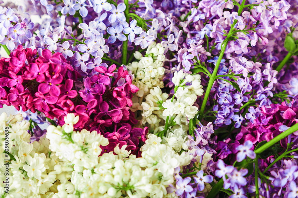 Obraz premium Lilac flowers background