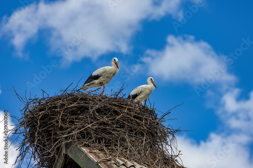 Storks sit in the nest on the roof in the summer