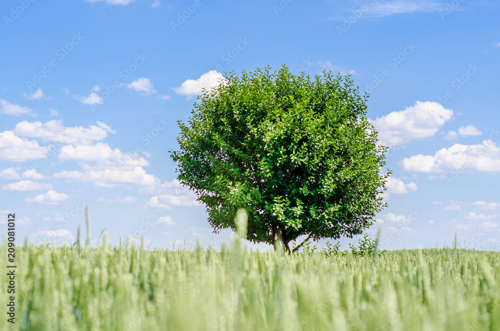 Obraz premium Lonely cherry tree in the middle of a wheat field