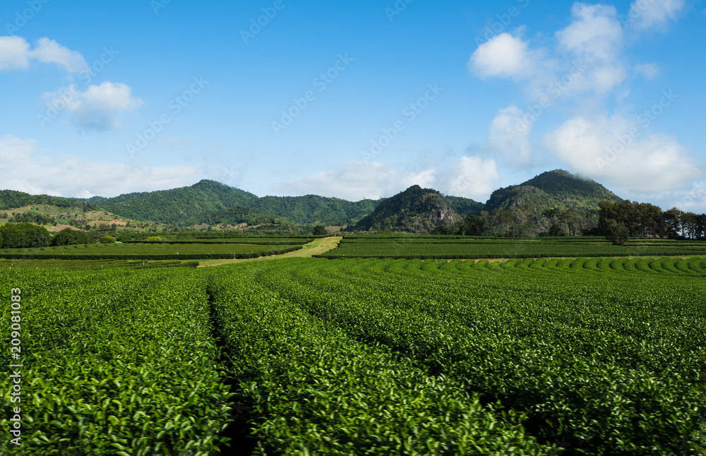 Amazing landscape view of tea plantation in sunsetsunrise time. Nature background with blue sky in Thailand.