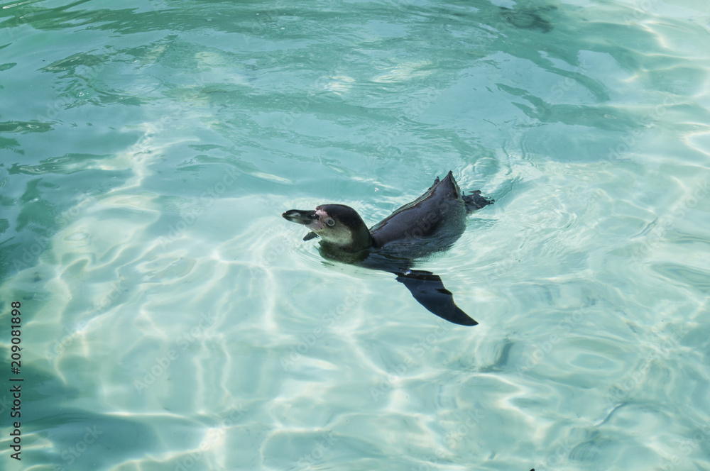 Obraz premium An Humboldt Penguin have fun in the blue water of the sea. African penguins.