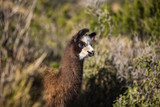 Young lama near Cochabamba Bolivia