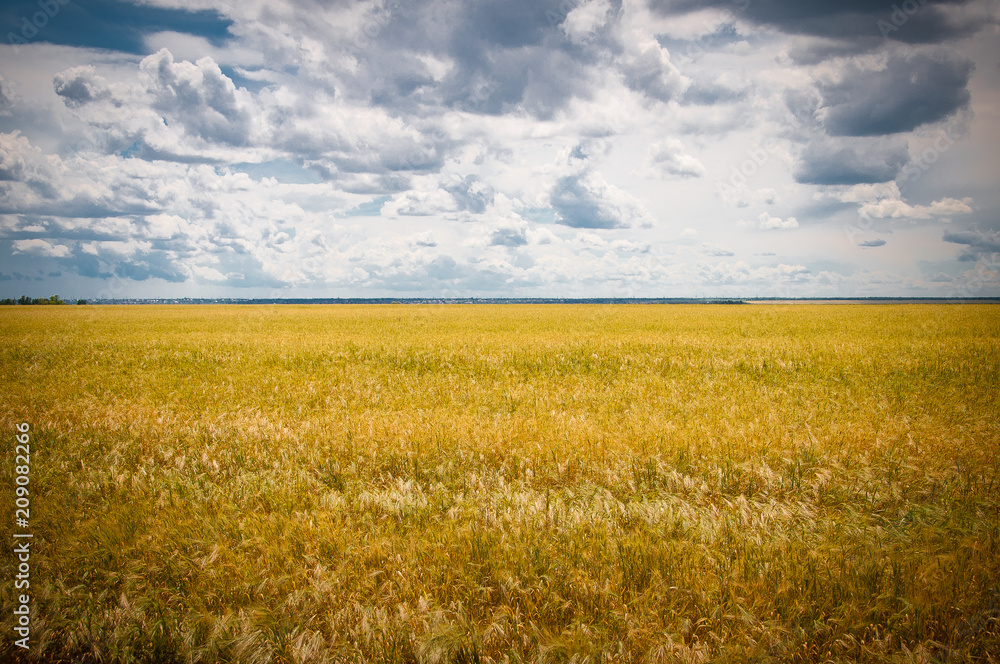 Ripe yellow wheat field and blue sky above. Landscape that looks like yellow and blue flag of Ukraine. Ripe yellow wheat field and blue sky above. Landscape that looks like yellow and blue flag of Ukraine.