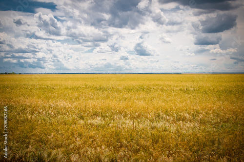 Ripe yellow wheat field and blue sky above. Landscape that looks like yellow and blue flag of Ukraine.