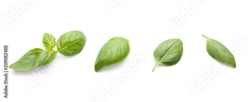 Fresh basil leaves on white background