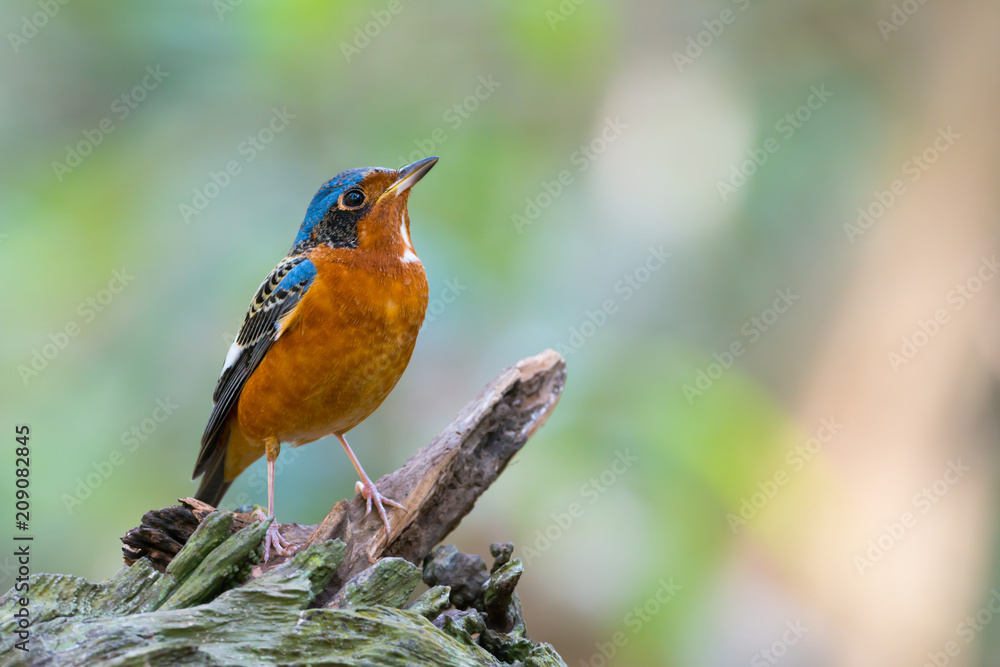 Colorful bird with white throated..White throated rock thrush male bird perching on log looking upward with natural blurred background, front view.. Colorful bird with white throated..White throated rock thrush male bird perching on log looking upward with natural blurred background, front view..