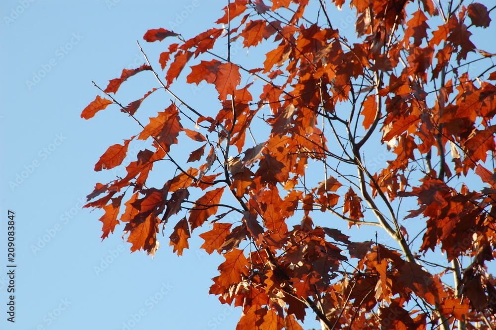 Herbstimpressionen Herbstimpressionen