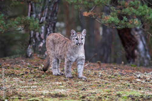An endangered Florida PantherCougar(Puma concolor