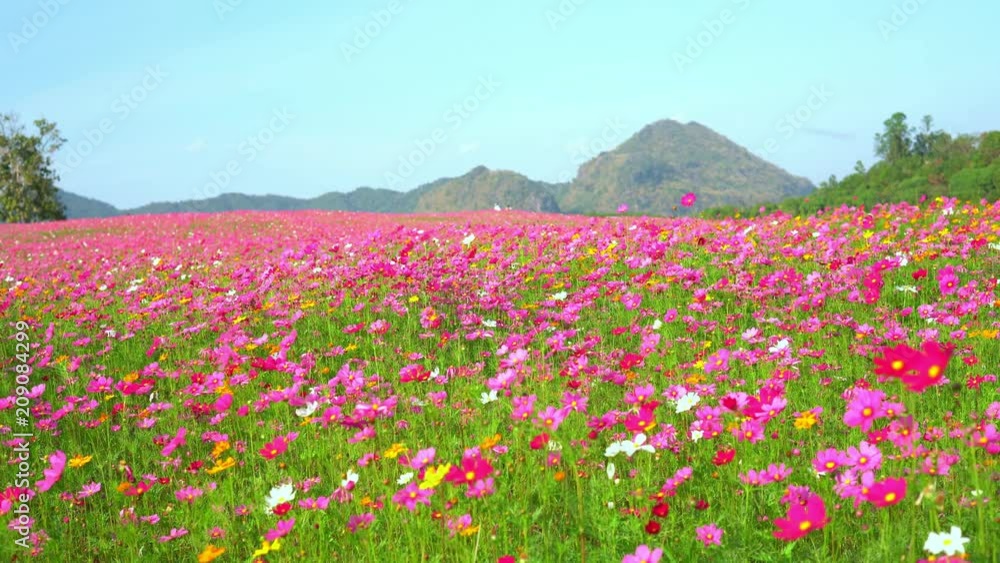 Beautiful pink cosmos flower in garden field are blooming beautifully in the morning light. 4K Resolution Beautiful pink cosmos flower in garden field are blooming beautifully in the morning light. 4K Resolution