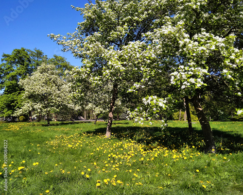 Fototapeta Naklejka Na Ścianę i Meble -  blossoming apple-trees in the city park