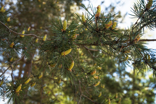 Green mountain pine closeup...