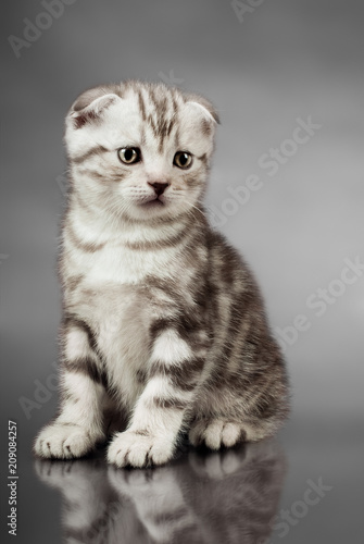 kitten scottish fold © tankist276