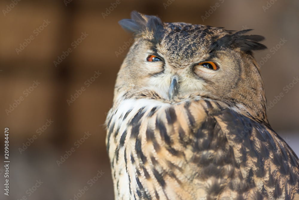 Fototapeta premium Owls are the most recognizable nocturnal bird species.