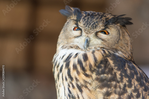 Owls are the most recognizable nocturnal bird species.