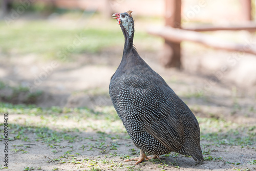 Canvas Print Beautiful image of Guinea fowl chicken.