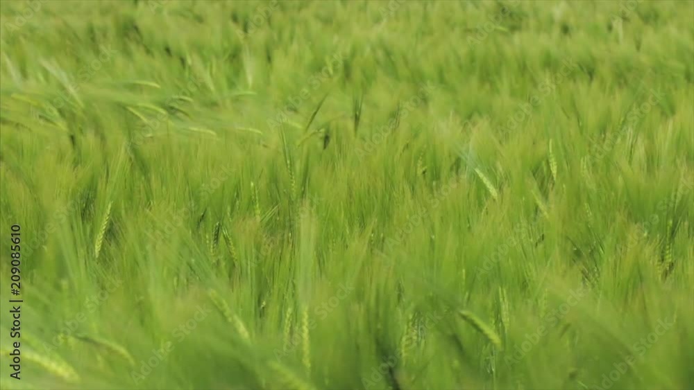 Green wheat field on a windy day. Close up. Countryside landscape, agricultural fields, meadows, farmlands in spring. Environment friendly farming, industrial agriculture concept Green wheat field on a windy day. Close up. Countryside landscape, agricultural fields, meadows, farmlands in spring. Environment friendly farming, industrial agriculture concept