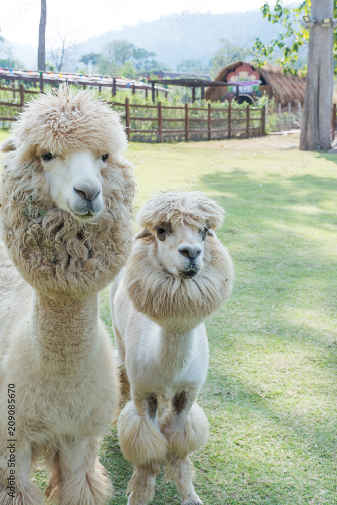 Cute and funny Alpaca in farm, friendly animal. Cute and funny Alpaca in farm, friendly animal.