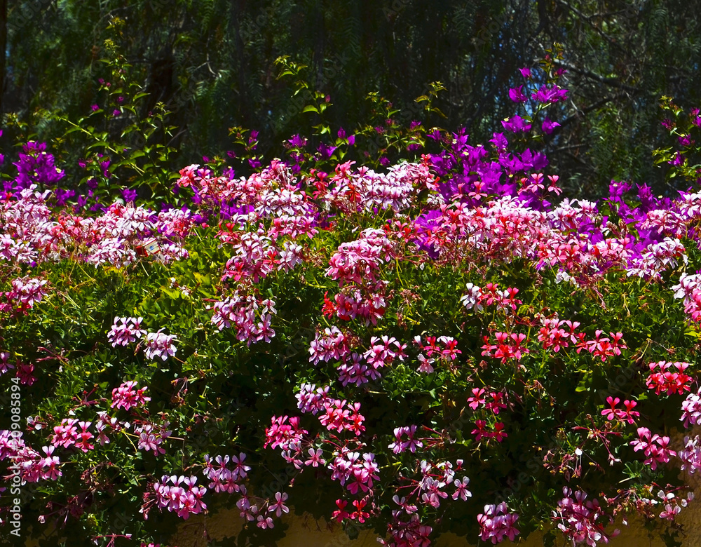 Obraz premium Colorful geranium and bougainvillea flowers in the garden on sunny day.Blooming bright pelargonium plants.Floral background. Selective focus.