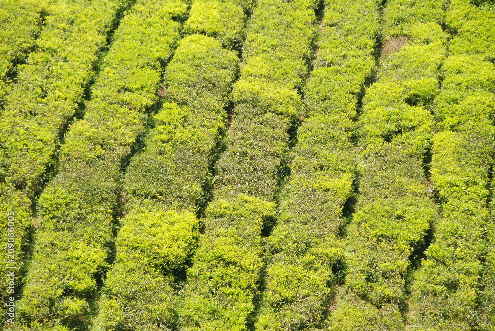 Detail of tea plantations in Cameron Highlands, Malaysia