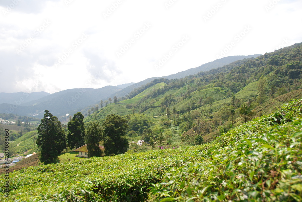 View tea plantations in Cameron Highlands, Malaysia