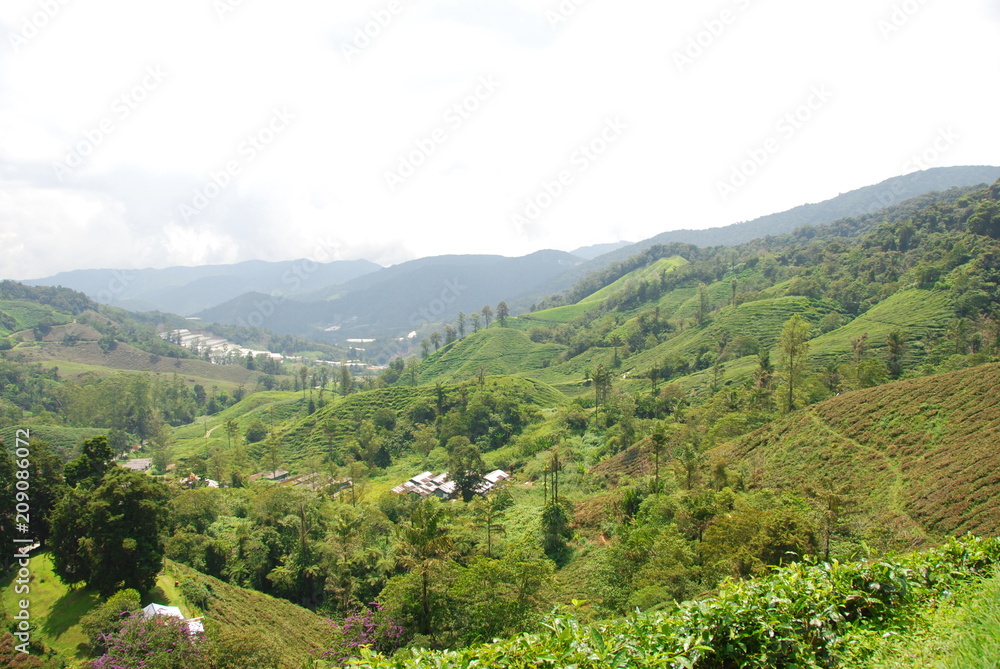 View tea plantations in Cameron Highlands, Malaysia