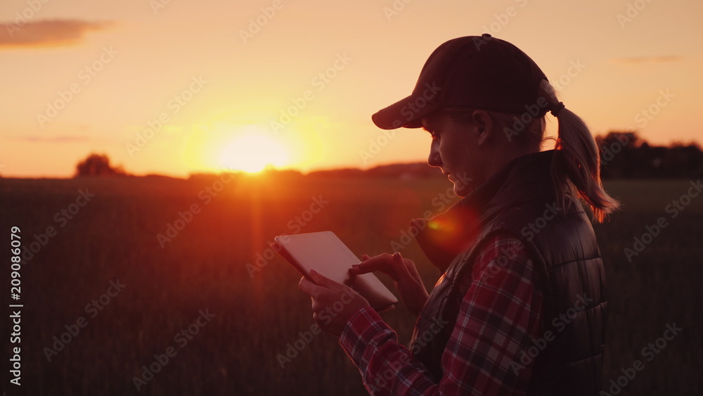 A female farmer is working in the field at sunset, enjoying a tablet. Technologies in agrobusiness
