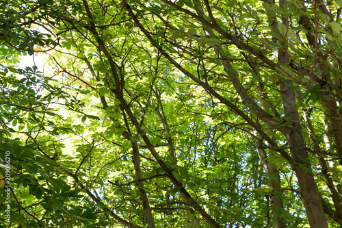 rich green leaves roof of chestnuts 