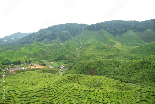 View tea plantations in Cameron Highlands, Malaysia