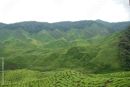 Beautiful panorama of tea plantations in Cameron Highlands, Malaysia