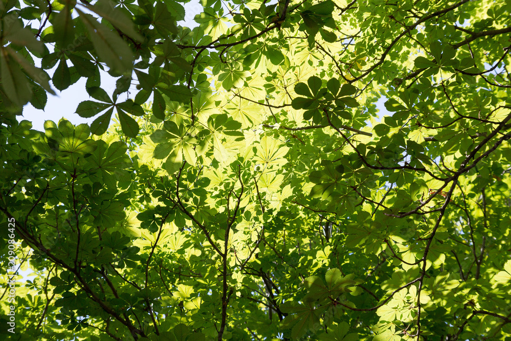 rich green leaves roof of chestnuts rich green leaves roof of chestnuts
