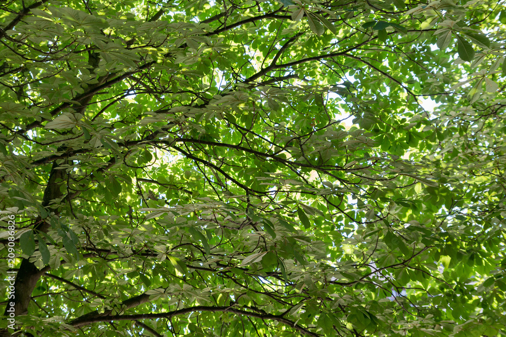Fototapeta premium rich green leaves roof of chestnuts 