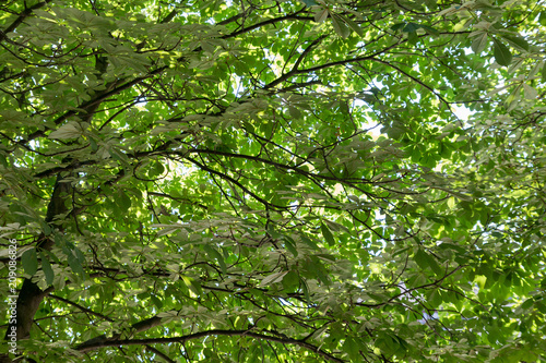 rich green leaves roof of chestnuts 