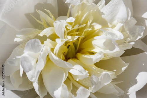 Close-up of beautiful white peony flower