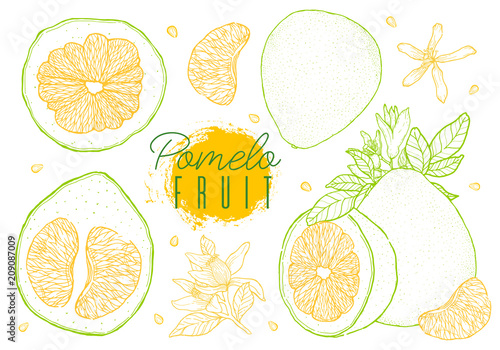 Set vector hand drawn pomelo fruit. Vintage style,yellow green contour.