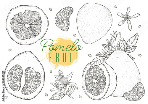 Set vector hand drawn pomelo fruit. Vintage style,Black contour. photo