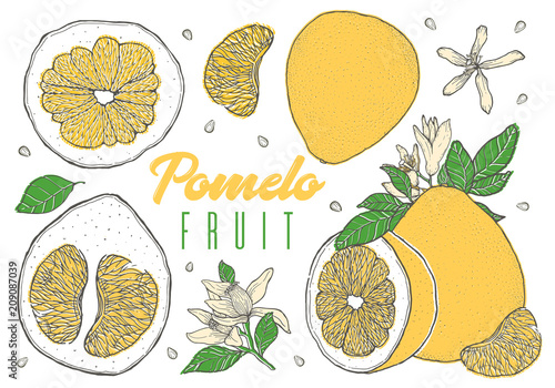 Set colorful hand drawn pomelo fruit. Vintage sketch. Sliced cut half element.