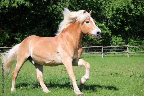 beautiful haflinger horse is running on a paddock in the sunshine © Bianca