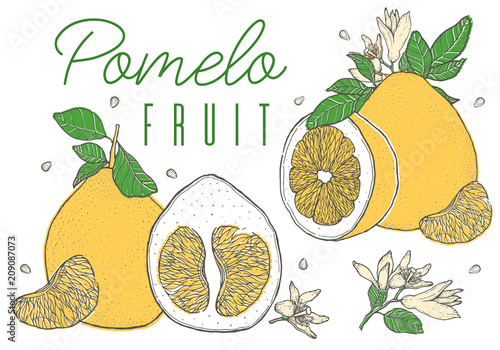 Set colorful hand drawn pomelo fruit. Vintage sketch. Sliced cut half element.