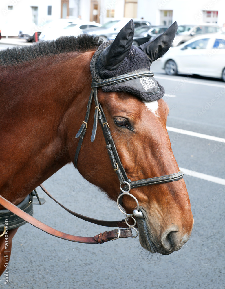Portrait of a bay horse with a harness in a city street with cars